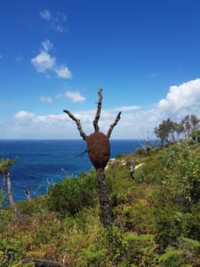 Figure 1: Several Nasutitermes nests on Barrenjoey Head, Sydney