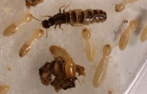 Termites responding to queen