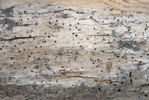 surface damage on old log