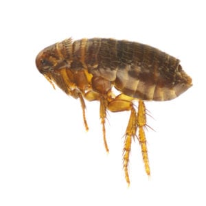 Cat flea