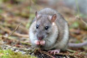 Brown rat on South Georgia