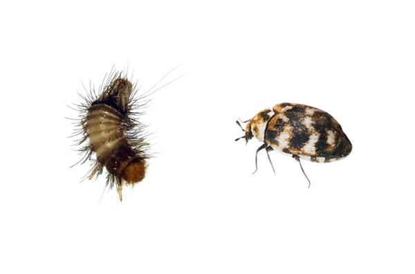 Variegated carpet beetle larvae and adult