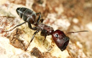The unique plug-shaped head of a major worker ant (Credit: Alexy Kopchinskiy)
