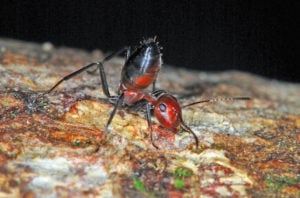 Colobopsis explodens minor workers