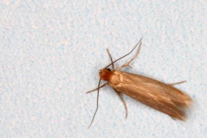 Webbing clothes moth, Tineola bisselliella