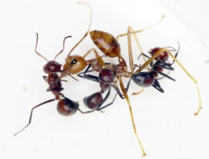 A C. explodens worker battles a weaver ant in an experimental setting (Credit: Alexy Kopchinskiy)