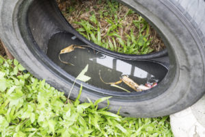 Water in tyre is a mosquito breeding site