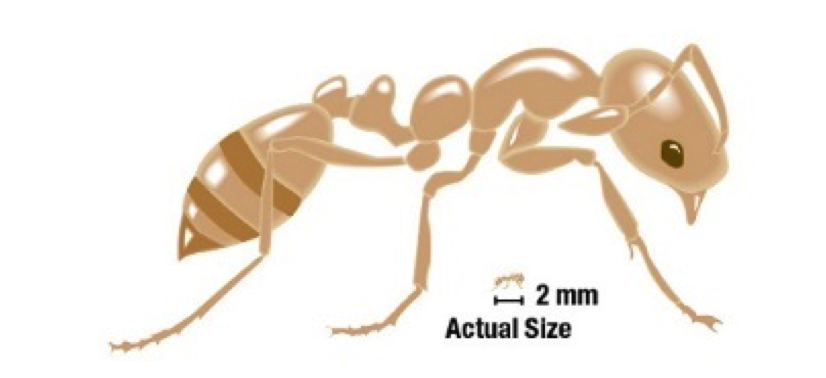 Pharaoh ant