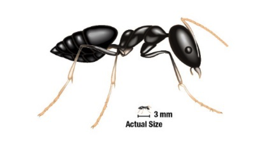 White-footed house ant