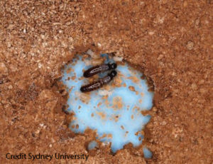 Drywood termites image