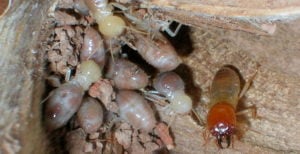 Mastotermes giant northern termite soldier and workers