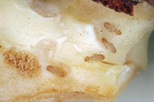 Book lice or pscocids