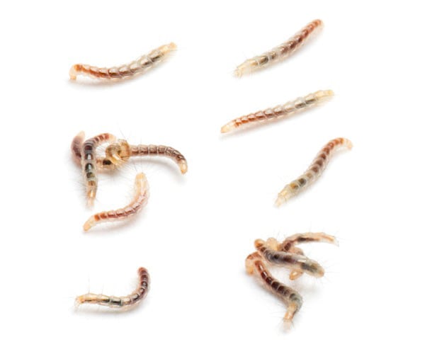 Flea larvae