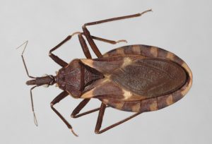 Triatoma sanguisuga, the Mexican bed bug or Kissing bug