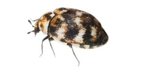 Variegated carpet beetle