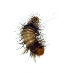 Variegated carpet beetle larva (‘woolly bear’)