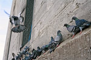 Pigeon pests on a ledge
