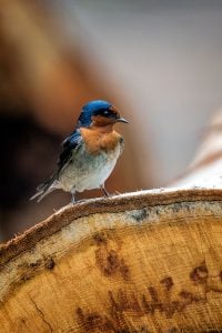 Welcome swallow showing chestnut head and chest