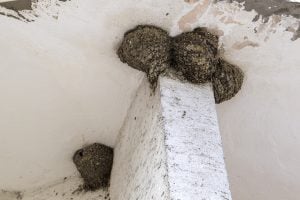 Swallow nest stuck on the eaves of a building