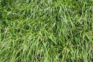 fescue grass