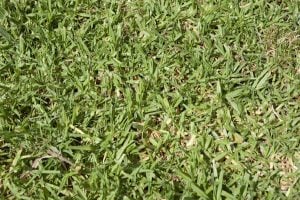 kikuyu grass