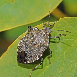 Brown marmorated sting bug