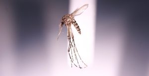 Aedes vigilax, the saltmarsh mosquito