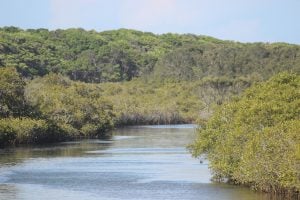 Estuarine wetlands are ideal breeding locations for saltwater mosquitoes