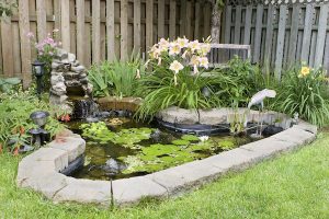 Ponds are an ideal mosquito breeding site