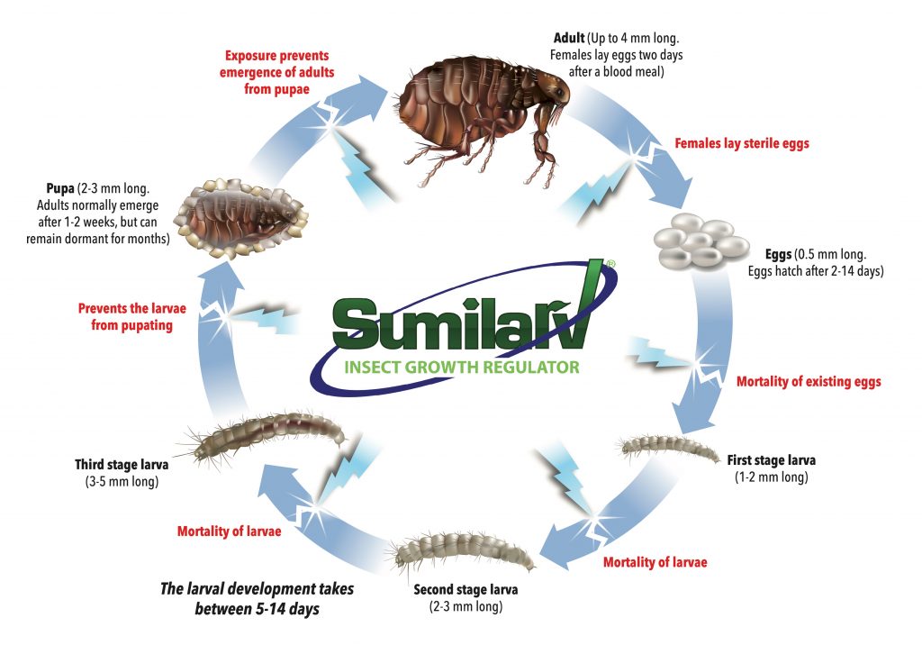 Sumilarv activity on flea life cycle