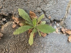 young fleabane plant