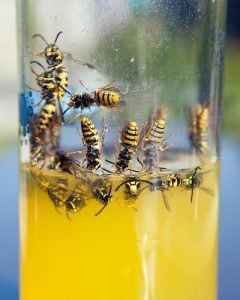 European wasps in a glass of soft drink