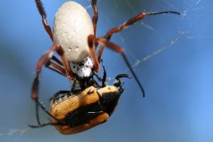 Golden orb spider in web