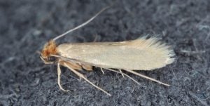 common clothes moth or Webbing clothes moth