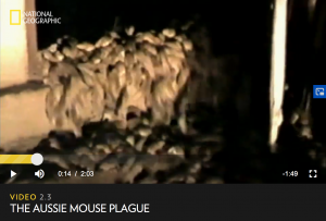 National Geographic Mouse Plague