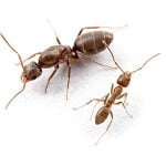 Argentine ant