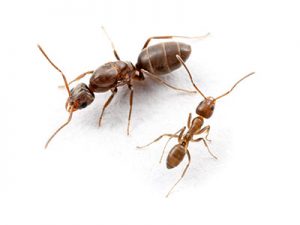 Argentine ant