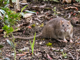 Norway rat, sewer rat or brown rat