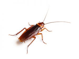 American cockroach