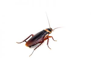Australian cockroach
