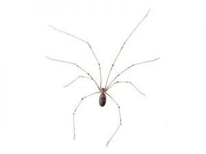 daddy long legs