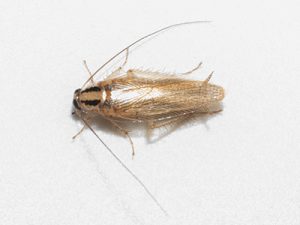 German cockroach