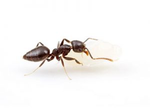 white footed ant