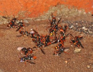 Dead Australian paper wasps