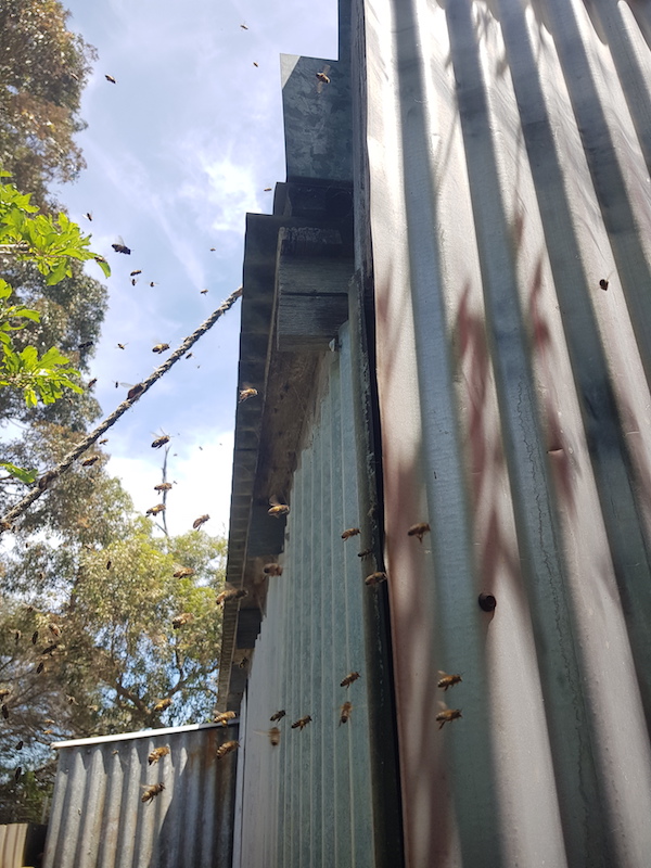 Bees entering nest in shed