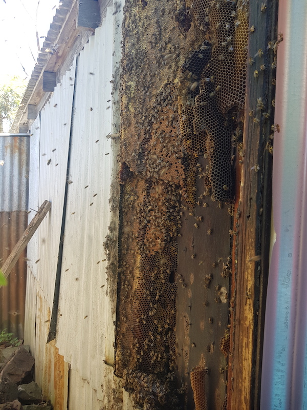 Bee nest in wall exposed