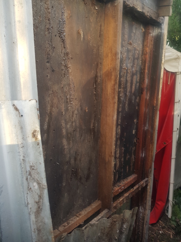 Bee nest removed from wall