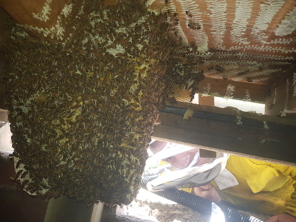 Bee nest in sub-floor half removed