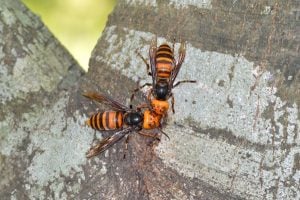 Asian giant hornets communicating