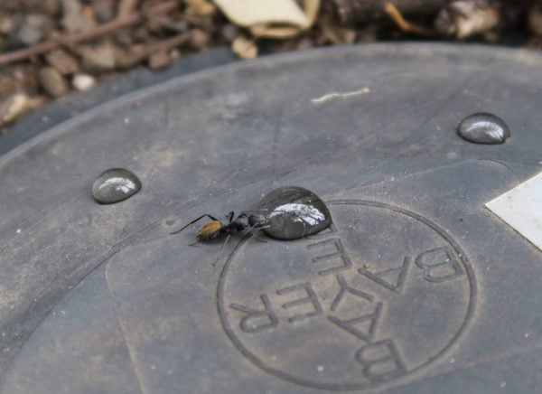 Golden spiny ant feeding on Quantum Ant bait image